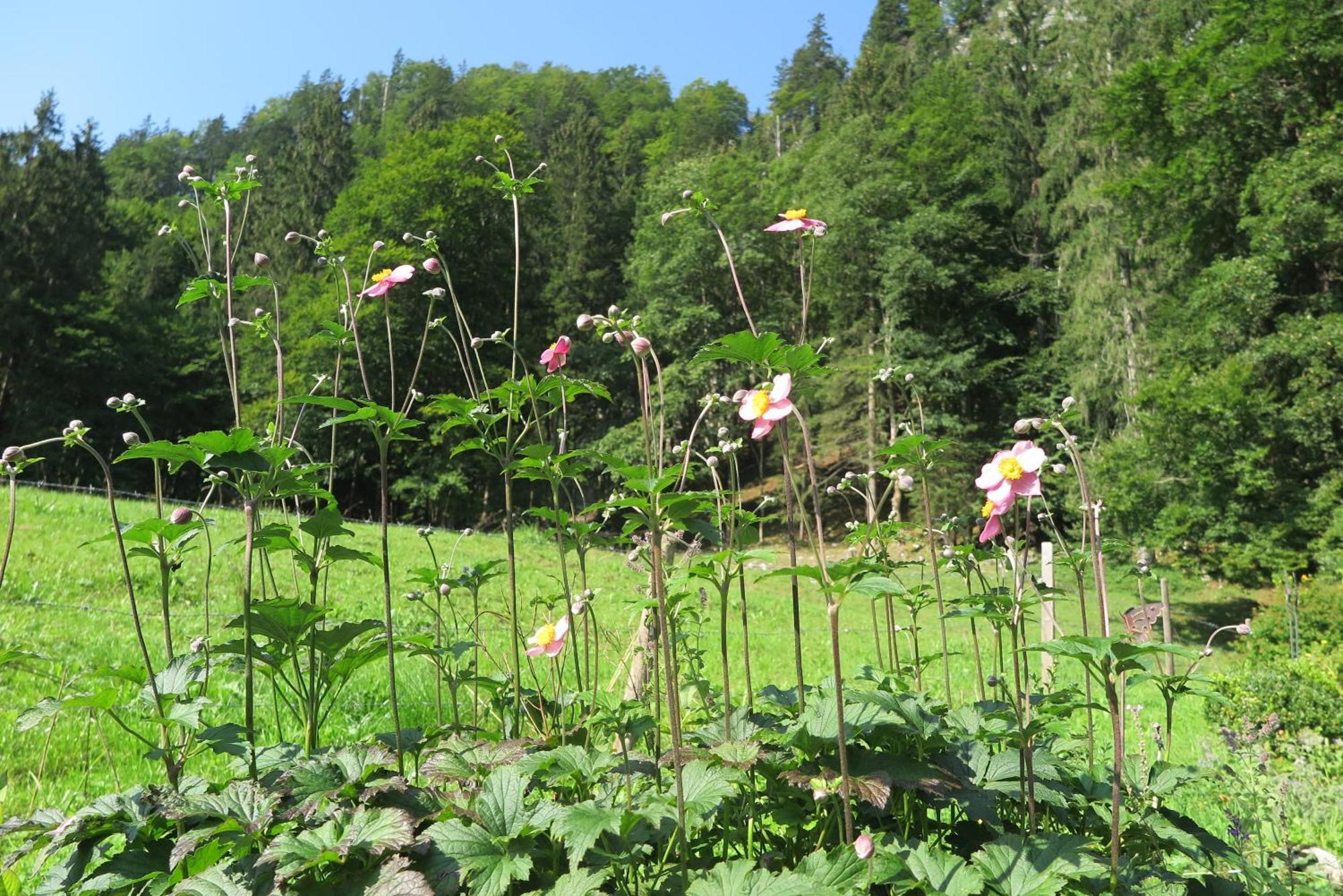 אשאו אים כימגאו Ferienwohnungen Haus Waldwinkel מראה חיצוני תמונה
